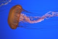 Pacific sea nettle, Chrysaora fuscescens, Monterey aquarium, USA