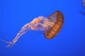 Pacific sea nettle, Chrysaora fuscescens, Monterey aquarium, USA