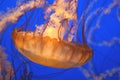 Pacific sea nettle, Chrysaora fuscescens, Monterey aquarium, USA