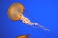 Pacific sea nettle, Chrysaora fuscescens, Monterey aquarium, USA