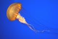 Pacific sea nettle, Chrysaora fuscescens, Monterey aquarium, USA