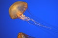 Pacific sea nettle, Chrysaora fuscescens, Monterey aquarium, USA