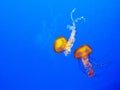 Pacific sea nettle Chrysaora fuscescens Royalty Free Stock Photo