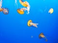 Pacific sea nettle Chrysaora fuscescens Royalty Free Stock Photo