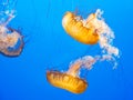 Pacific sea nettle Chrysaora fuscescens Royalty Free Stock Photo