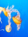 Pacific sea nettle Chrysaora fuscescens Royalty Free Stock Photo