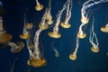 Pacific sea nettle Chrysaora fuscescens, or West Coast sea nettle, is a common planktonic scyphozoan that lives in the eastern