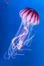 Pacific sea nettle Chrysaora melanaster jellyfish.