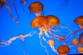 Pacific sea nettle jellyfish Royalty Free Stock Photo