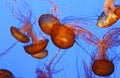 Pacific Sea Nettle Jellyfish floating