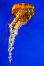 Pacific Sea Nettle Jellyfish Royalty Free Stock Photo