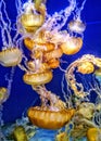 Pacific Sea Nettle jellyfish Royalty Free Stock Photo