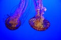 Pacific Sea Nettle Jellyfish Royalty Free Stock Photo