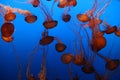 Pacific Sea Nettle jellyfish Royalty Free Stock Photo