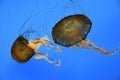 Pacific Sea Nettle Jellyfish Royalty Free Stock Photo