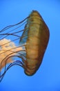 Pacific Sea Nettle Jellyfish Royalty Free Stock Photo