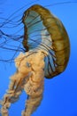 Pacific Sea Nettle Jellyfish Royalty Free Stock Photo