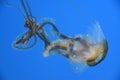 Pacific Sea Nettle Jellyfish Royalty Free Stock Photo