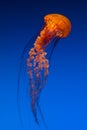 Pacific Sea Nettle orange jellyfish Royalty Free Stock Photo