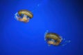 Pacific sea nettle, Orange jellyfish or Chrysaora fuscescens swimming in blue water of aquarium Royalty Free Stock Photo