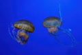 Pacific sea nettle, Orange jellyfish or Chrysaora fuscescens swimming in blue water of aquarium Royalty Free Stock Photo