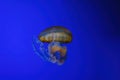 Pacific sea nettle, Orange jellyfish or Chrysaora fuscescens swimming in blue water of aquarium Royalty Free Stock Photo