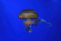 Pacific sea nettle, Orange jellyfish or Chrysaora fuscescens swimming in blue water of aquarium Royalty Free Stock Photo