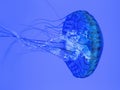 Pacific Sea Nettle at Toronto Aquarium