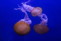 Pacific sea nettle, West Coast sea nettle Chrysaora fuscescens. Royalty Free Stock Photo