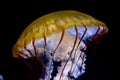 Pacific sea nettle (Chrysaora fuscescens) Royalty Free Stock Photo