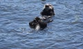 Pacific Sea Otter Floating on his Back Royalty Free Stock Photo