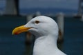 Pacific Seagull in San Francisco