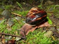 Pacific Sideband Snail - Monadenia fidelis Royalty Free Stock Photo