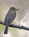 Pacific-slope Flycatcher, Empidonax difficilis, perched on branch Royalty Free Stock Photo