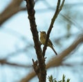 Pacific-slope Flycatcher resting in woods