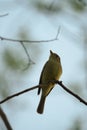 Pacific-slope Flycatcher resting in woods