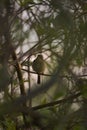 Pacific-slope Flycatcher resting in woods Royalty Free Stock Photo