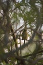 Pacific-slope Flycatcher resting in woods Royalty Free Stock Photo