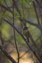 Pacific-slope Flycatcher resting in woods