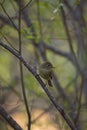 Pacific-slope Flycatcher resting in woods