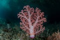 Pacific Soft Coral