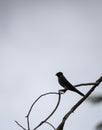 pacific sparrow on tree branch