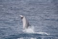 Pacific Spinner Dolphin Jumping Royalty Free Stock Photo