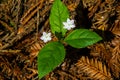 Pacific Starflower Royalty Free Stock Photo