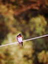 pacific swallow bird on a rope