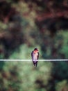 pacific swallow bird on a rope