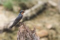 Pacific Swallow on the dry wood in nature