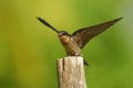 Pacific Swallow - Hirundo tahitica small passerine bird in the swallow family. It breeds in tropical southern Asia and the islands Royalty Free Stock Photo