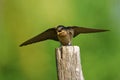 Pacific Swallow - Hirundo tahitica small passerine bird in the swallow family. It breeds in tropical southern Asia and the islands Royalty Free Stock Photo