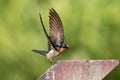 Pacific Swallow - Hirundo tahitica small passerine bird in the swallow family. It breeds in tropical southern Asia and the islands Royalty Free Stock Photo